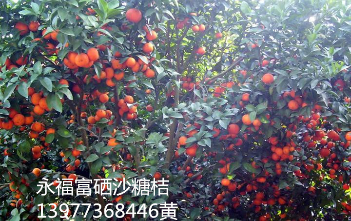 星空·综合体育