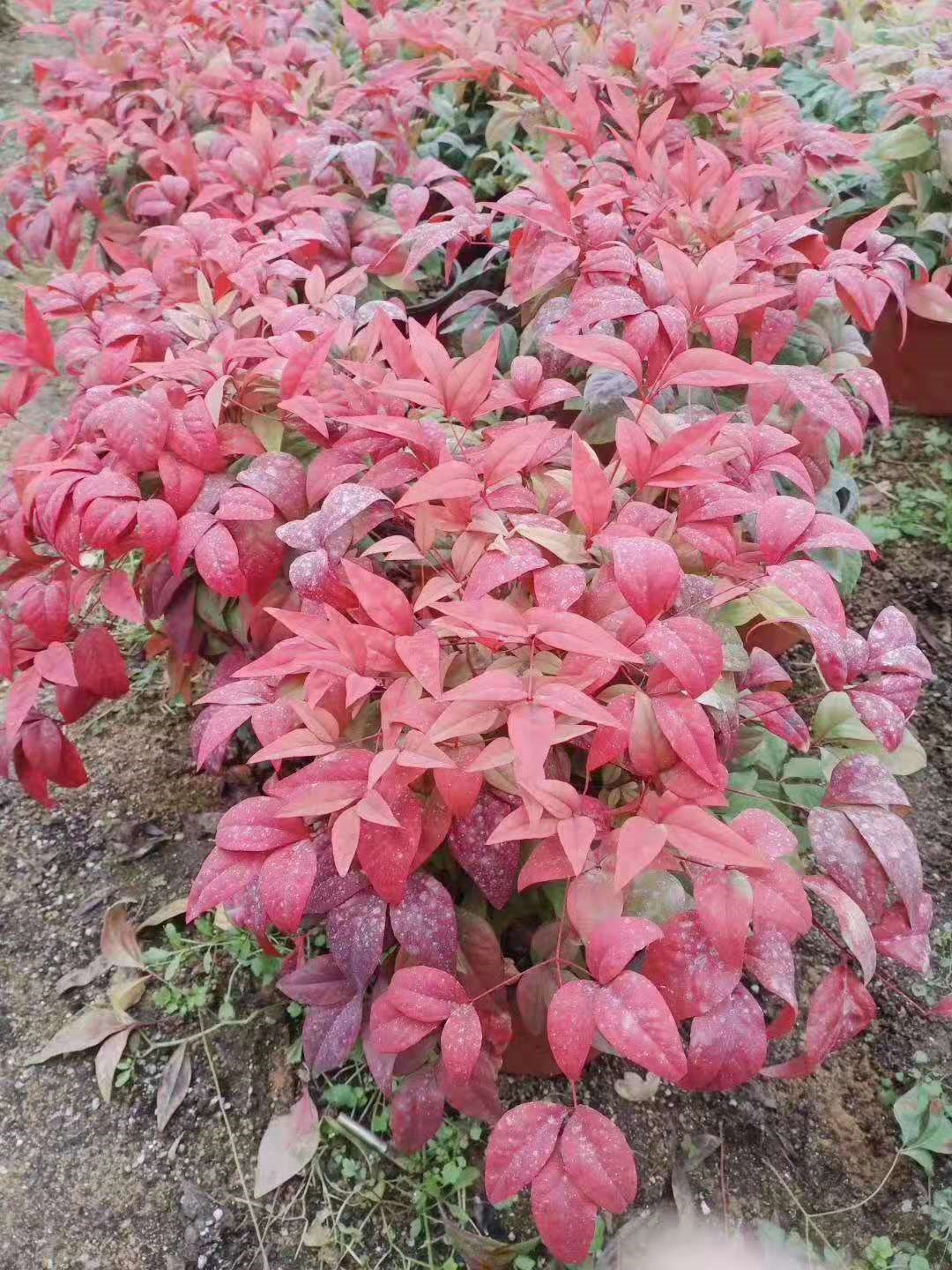 星空·综合体育