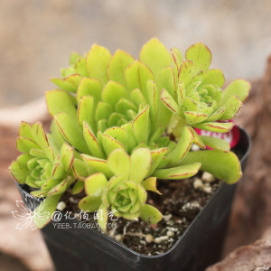 星空·综合体育