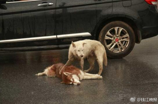 湖南省建筑设计院副总工程师王小保被授予“湖南省优秀科技工作者”‘星空·综合体育’(图1) 星空·综合体育