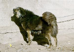 阿伦-艾弗森 比尔-拉塞尔 迈克尔-乔丹 改变NBA,从未被别超越‘星空综合’(图1) 星空综合